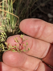 Paronychia lindheimeri