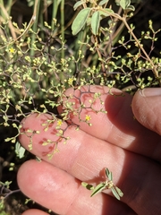 Paronychia lindheimeri