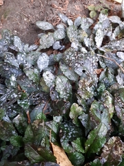 Neoerysiphe galeopsidis