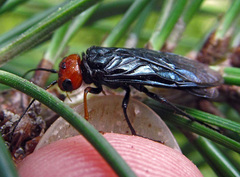 Acantholyda erythrocephala