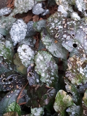 Neoerysiphe galeopsidis