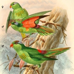 Pygmy Lorikeet photo 2