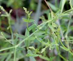 Gonocarpus chinensis