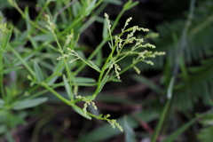 Gonocarpus chinensis