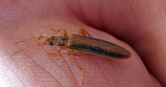 Thelyphassa lineata
