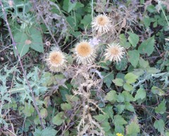 Carlina vulgaris spinosa