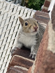Sciurus carolinensis