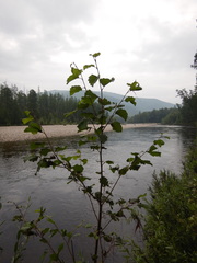 Alnus hirsuta