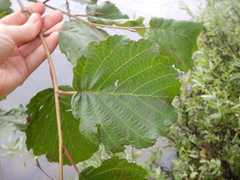 Alnus hirsuta