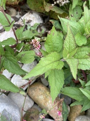 Eupatorium cannabinum