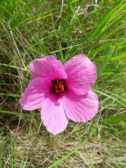 Hibiscus microcarpus