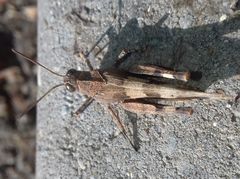 Oedipoda caerulescens