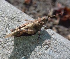 Oedipoda caerulescens