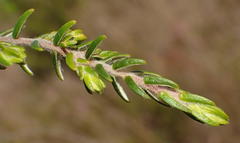 Passerina falcifolia