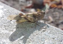 Oedipoda caerulescens