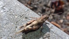 Oedipoda caerulescens