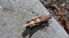 Oedipoda caerulescens