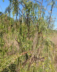Passerina falcifolia