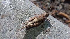 Oedipoda caerulescens