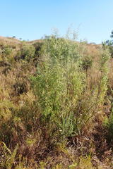Passerina falcifolia