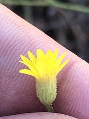 Croptilon hookerianum