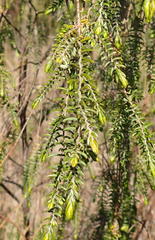 Passerina falcifolia