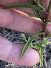 Croptilon hookerianum