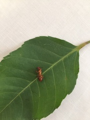 Camponotus hannani