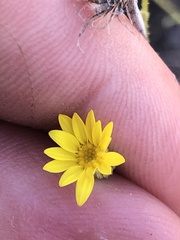 Croptilon hookerianum