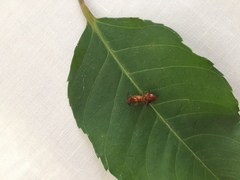 Camponotus hannani