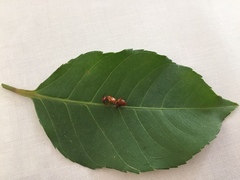 Camponotus hannani