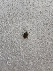 Euschistus