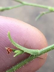 Croptilon hookerianum