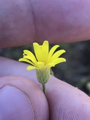 Croptilon hookerianum