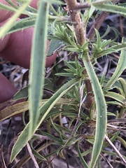 Croptilon hookerianum