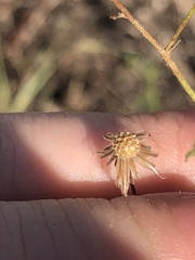 Croptilon hookerianum