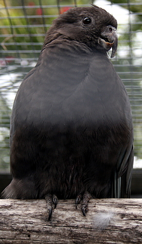 Lesser Vasa Parrot