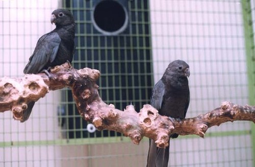 Lesser Vasa Parrot