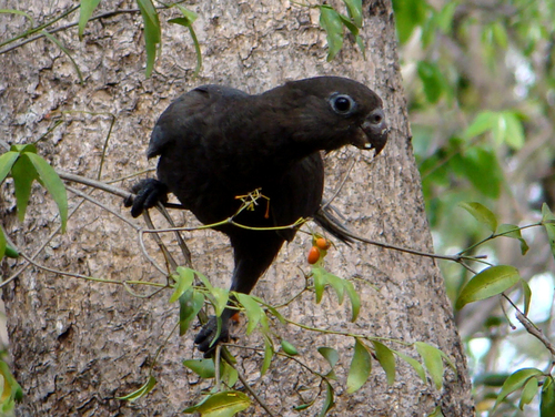 Lesser Vasa Parrot