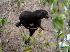 Lesser Vasa Parrot photo 2