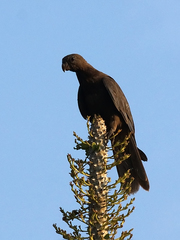 Lesser Vasa Parrot photo 3