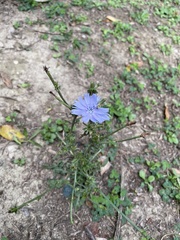 Cichorium intybus