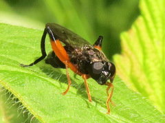 Chalcosyrphus vecors