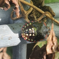 Nezara viridula