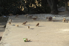 Passer domesticus