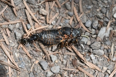 Okanagana occidentalis