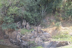 Semnopithecus entellus