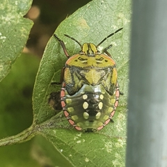 Nezara viridula