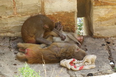 Macaca mulatta