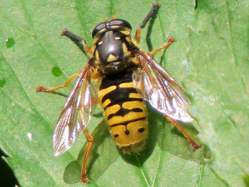 Wasp-like Falsehorn
